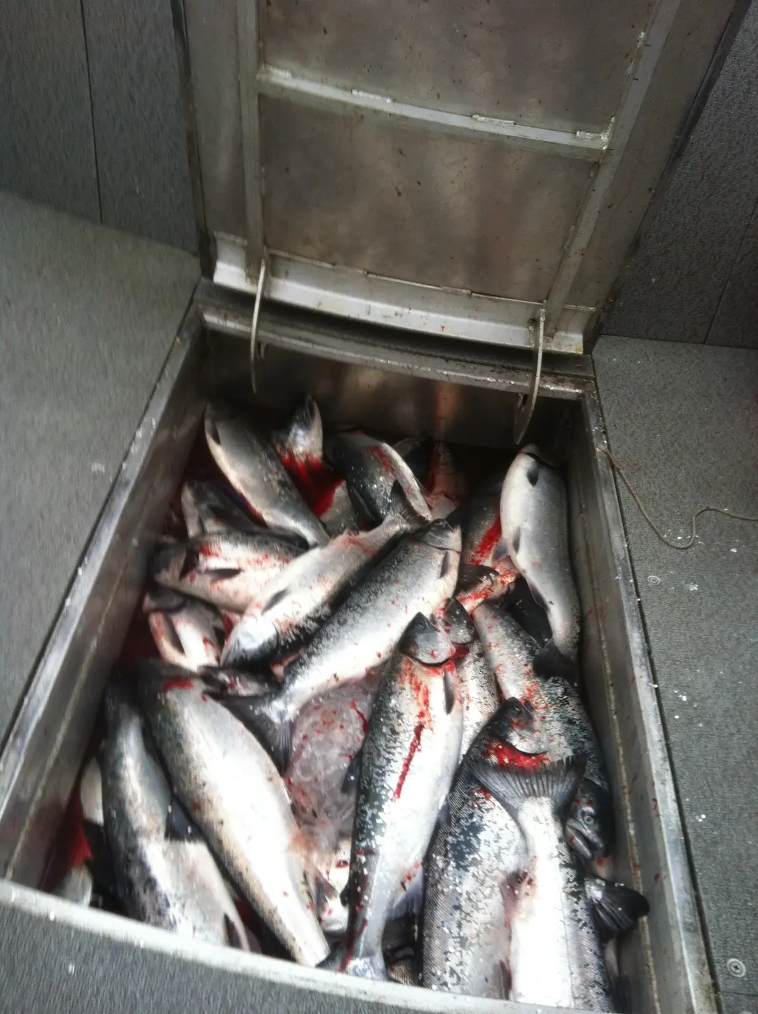 Daily Catch