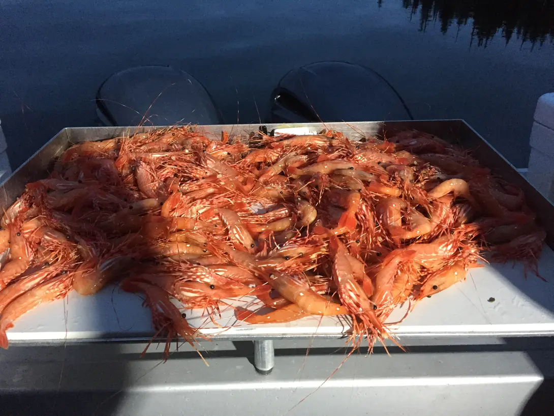 Shrimp