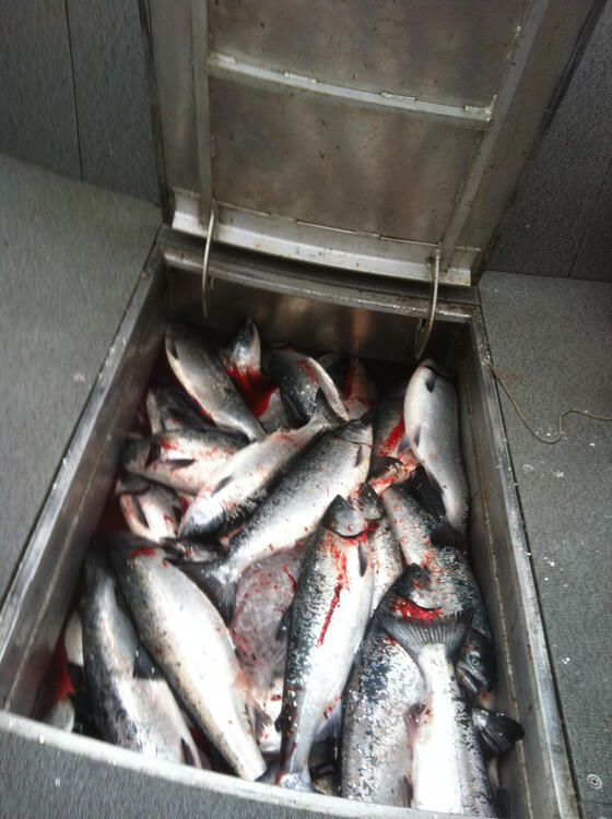 Daily Catch