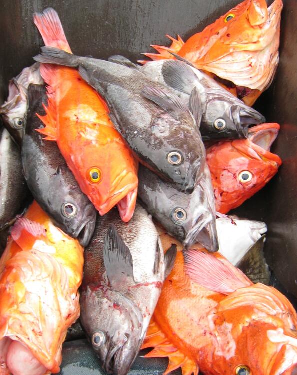 Colorful Fish