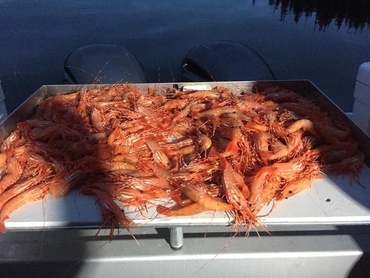 Shrimp